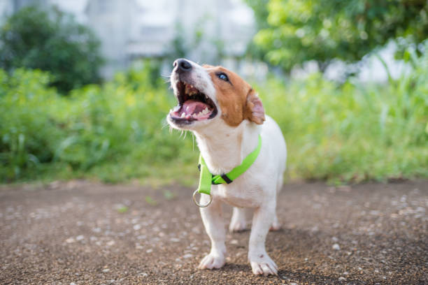 Little playful Jack Russell Terrier dog playing in garden in morning stock photo