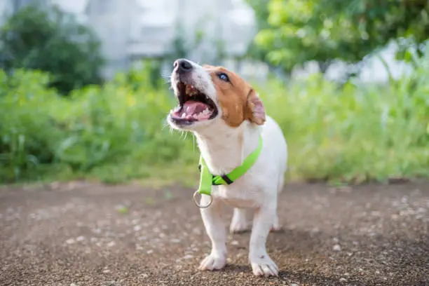 Photo of Little playful Jack Russell Terrier dog playing in garden in morning