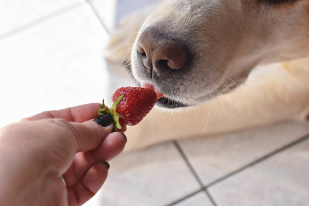 istock White Labrador retriever dog eating a strawberry fruit from owners hand/ Conceptual image of trust and friendship between dog and human 998353110