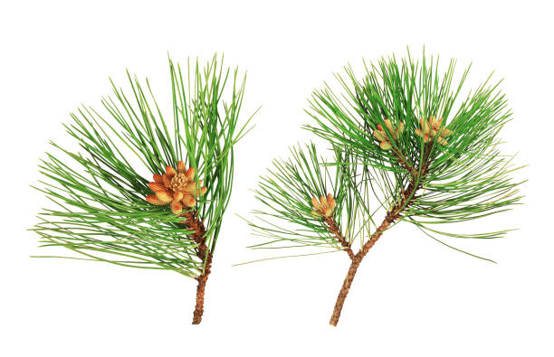pine green pine leaves pinus pinea photos stock pictures, royalty-free photos & images
