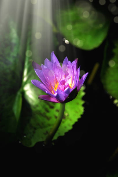 istock Close up water lily flowers floating on water 998372892