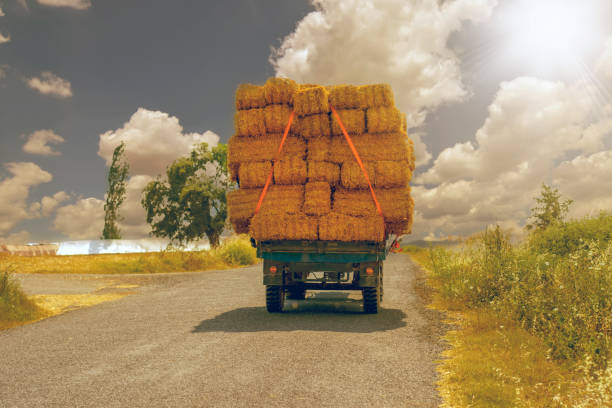 istock Fully loaded, tractor with trailer transports straw bales. 998373204