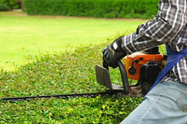 istock the gardener is trimming branches in the garden 998373224
