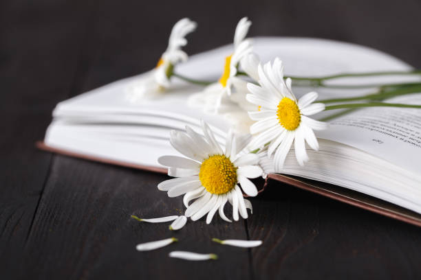 istock bouquet of white daisies on old book 998374142