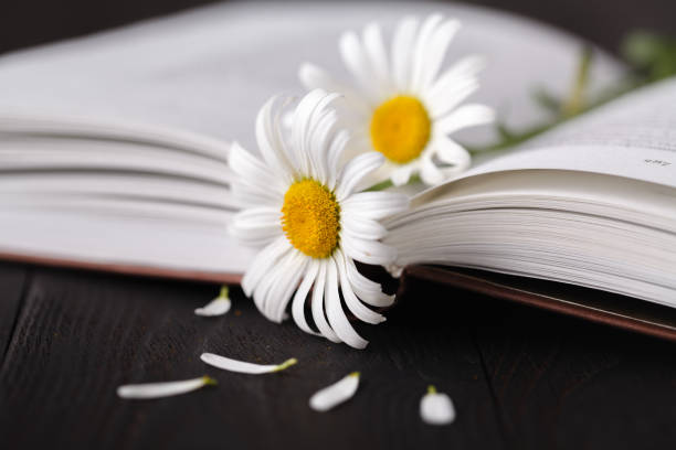istock book and daisie flower on wooden table 998374180