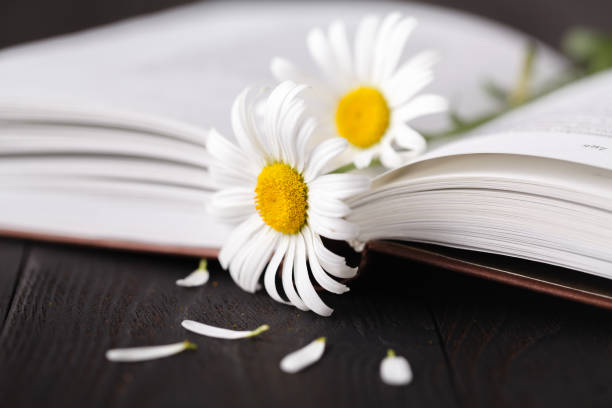 istock Stack of books with small bunch of daisies 998374200