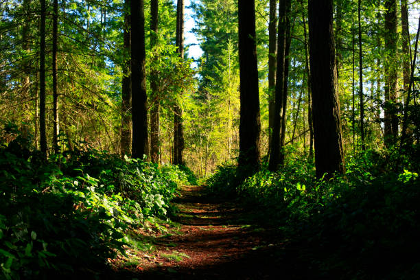 istock Pacific Southwest forest hiking trail 998375260