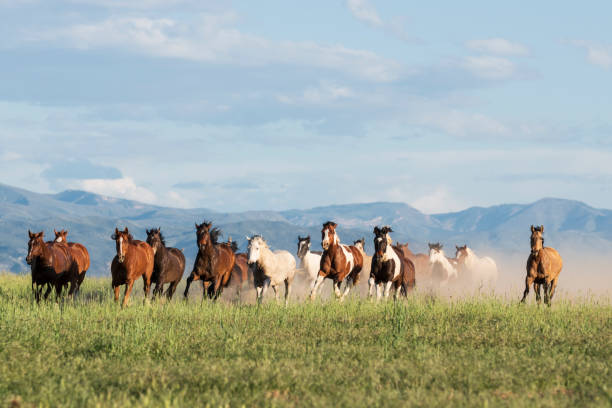 istock Herd of horses galloping through American wilderness 998376308