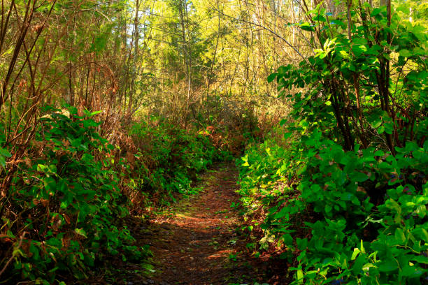 istock Pacific Southwest forest hiking trail 998376316