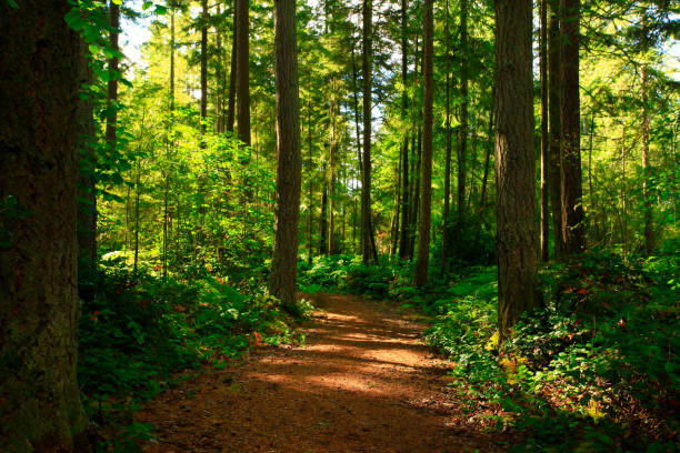 istock Pacific Southwest forest hiking trail 998379310