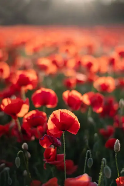 Close up of a single bright red poppy against a blurred background of a whole field of poppies. Shallow focus, with a nice blurred background, vertical with lots of copy space. Photographed on the island of Møn in Denmark.