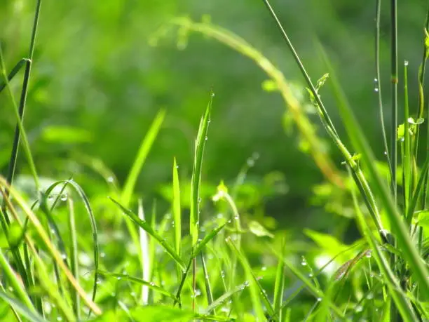 The green grass with full of dew in the morning against on blurred green background. Foto taken in tangerang indonesia.