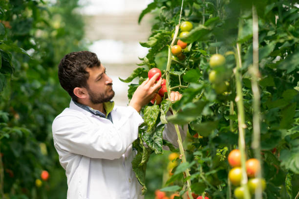istock Man in greenhouse checking plants 998395850