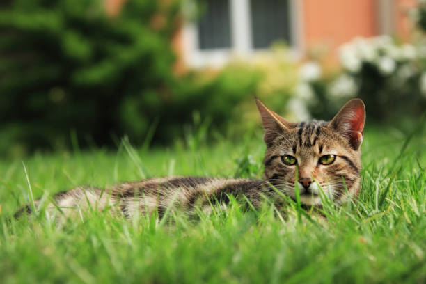 istock Close up domestic cat in green grass 998415850