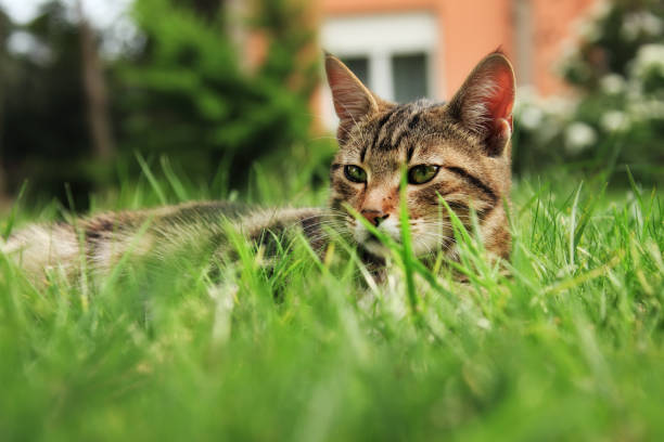 istock Close up domestic cat in green grass 998416490