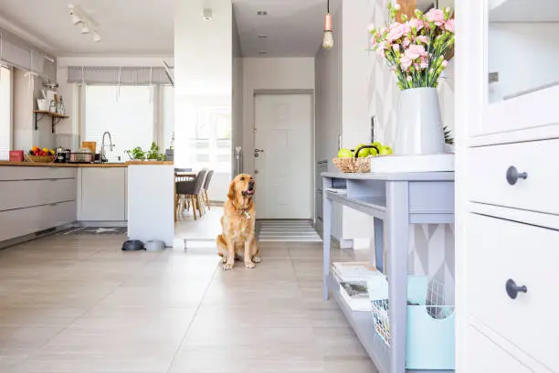 Photo of Happy dog sitting in open space kitchen interior in real photo w