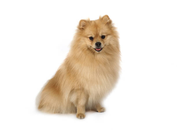 istock Pomeraniandog sitting on a white background 998422602