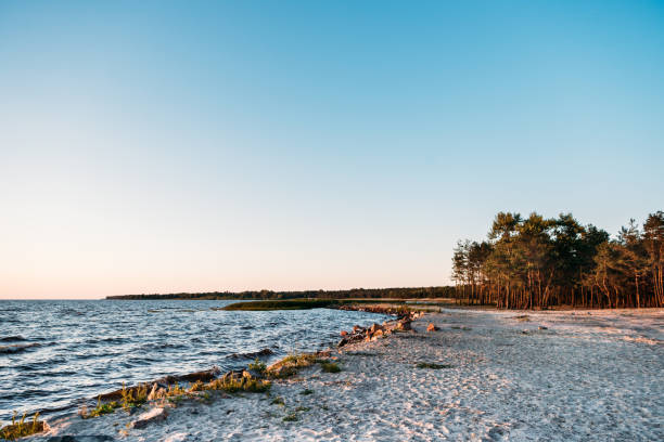 istock beautiful landscape with forest on sandy sea coast at evening 998422852