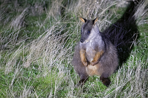 Brush-tailed Rock Wallaby (Petrogale penicillata) at Mt Rothwell