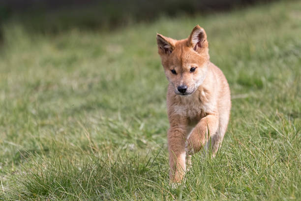 dingo-welpen - dingo stock-fotos und bilder