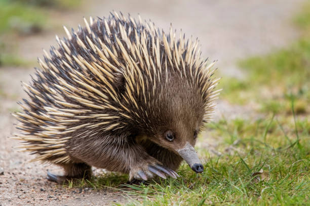 Echidna Echidna (Tachyglossus aculeatus) echidna stock pictures, royalty-free photos & images