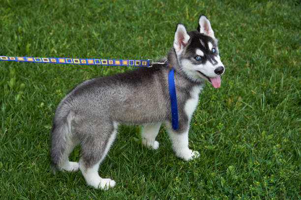 istock Puppy Siberian husky outdoors on green field 998426012