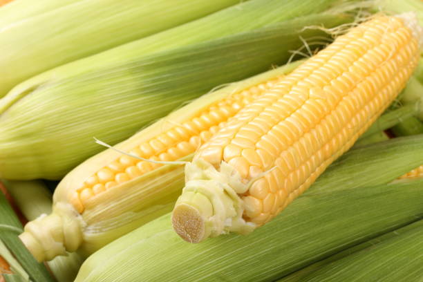 istock Ripe corn in a row on a green leaves close-up 998426114