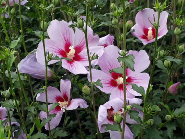 Flor Nacional De Corea Mugunghwa Rose Of Sharon Foto de stock y más banco de imágenes de Aire libre - Aire libre, Corea del Sur, Culturas - iStock Flor Nacional De Corea Mugunghwa Rose Of Sharon Foto de stock y más banco de imágenes de Aire libre - Aire libre, Corea del Sur, Culturas - iStock