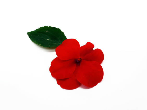 istock Red blossom of a hard-working white background 998439696