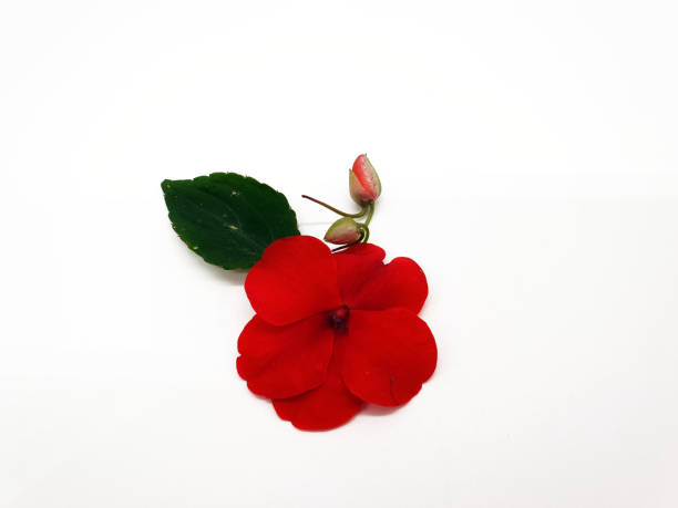 istock Red blossom of a hard-working white background 998439704