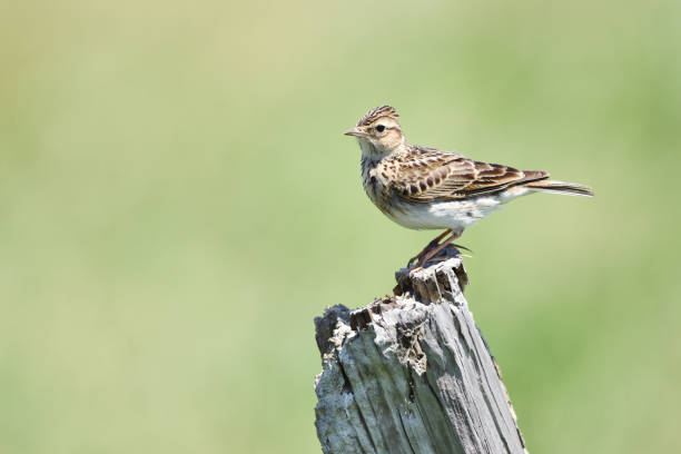 Skylark on the stand The place of shooting is Chiba Prefecture of Japan alauda stock pictures, royalty-free photos & images