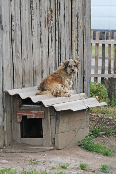 istock Dog with chain sitting on the booth 998443788