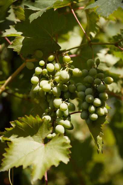 istock The grapes are ripe, the wine will soon be 998443950