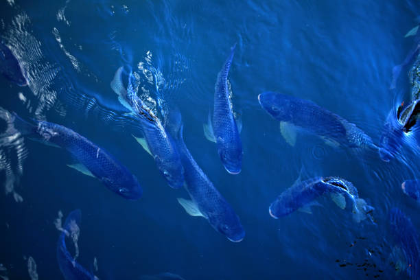 Elevated view of freshwater fish swimming in lake in Florida, USA