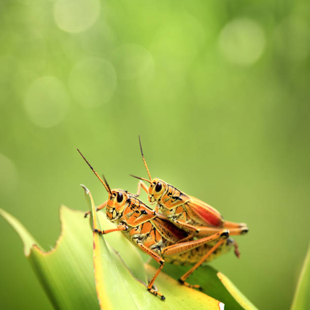 istock Close up two grasshoppers on green leaf 998452908