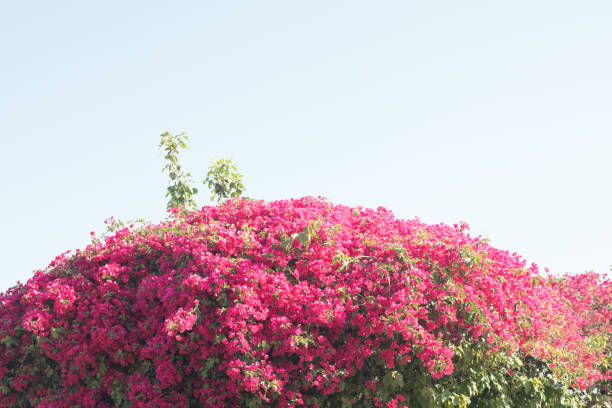 istock Bougainvillea flowers 998453028