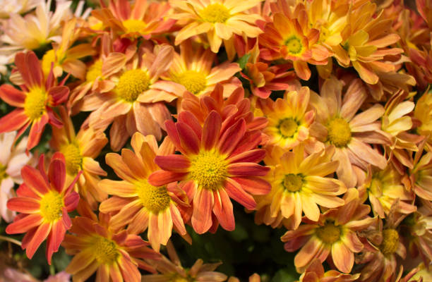 istock close up of orange flowers 998453786