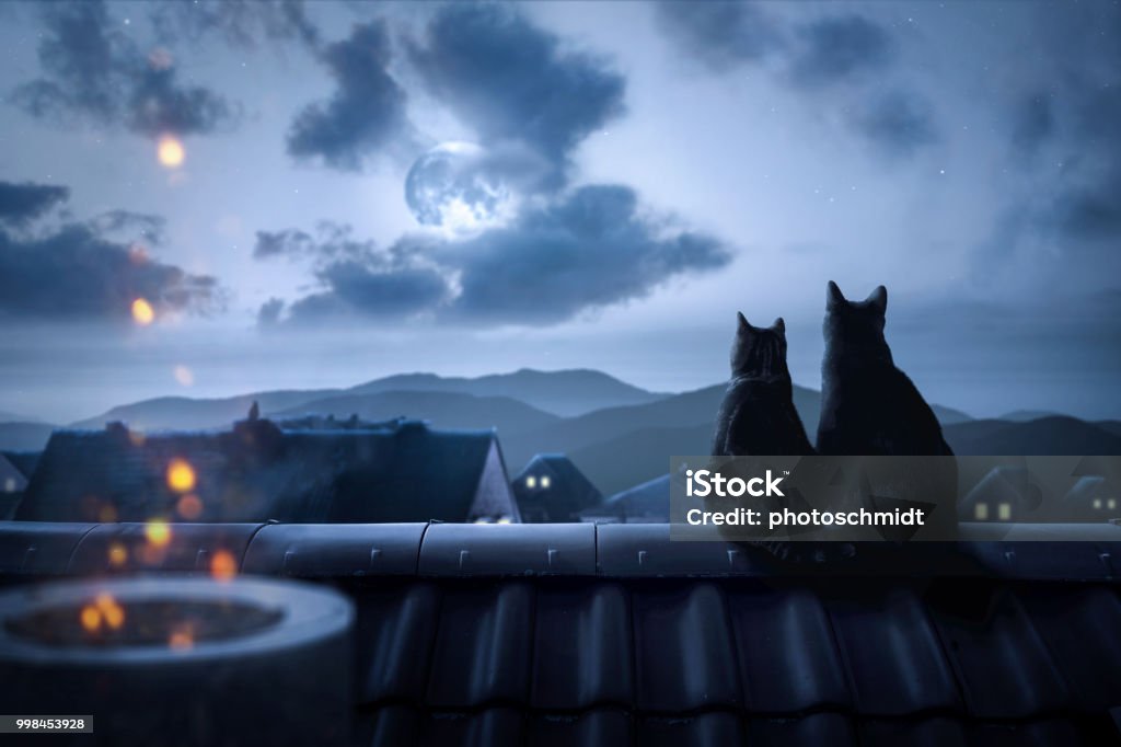Cats On A Rooftop Watching The Full Moon Stock Photo - Download Image Now -  Domestic Cat, Night, Rooftop - iStock
