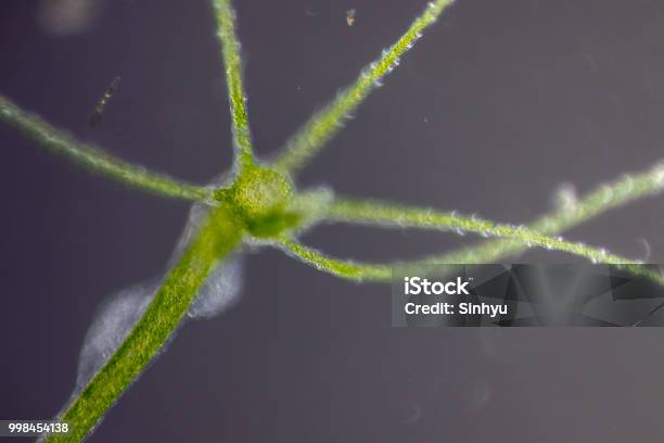 Hydra Is A Genus Of Small Freshwater Animals Of The Phylum Cnidaria And Class Hydrozoa Under The Microscope For Education Stock Photo - Download Image Now