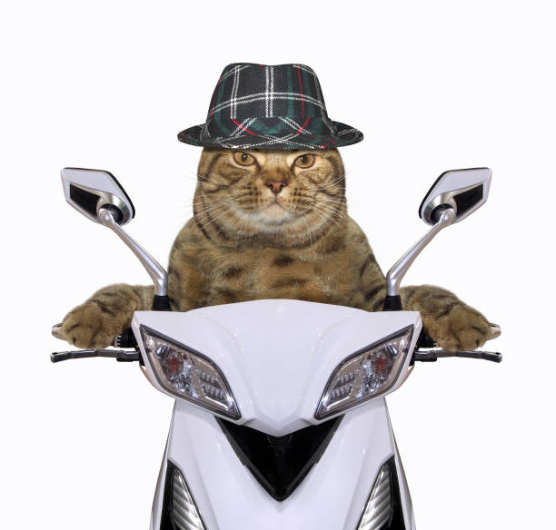 猫に乗るバイク - オートバイのストックフォトや画像を多数ご用意