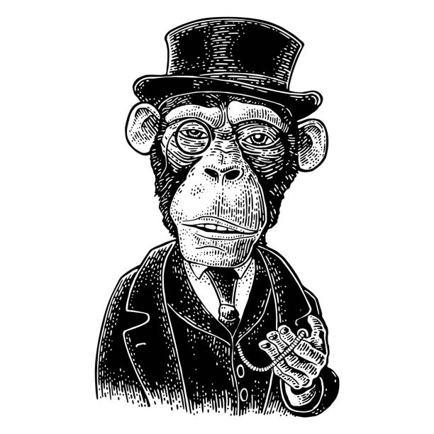 illustrations, cliparts, dessins animés et icônes de monsieur singe tenant une montre et un chapeau habillé, convenir. gravure - monocle