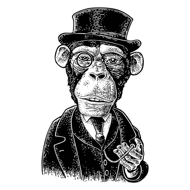Monkey gentleman holding a watch and dressed hat, suit. Engraving Monkey gentleman holding a watch and dressed in a hat, suit, waistcoat. Vintage black engraving illustration for poster. Isolated on white background. Hand drawn design element for label and poster animal head man stock illustrations