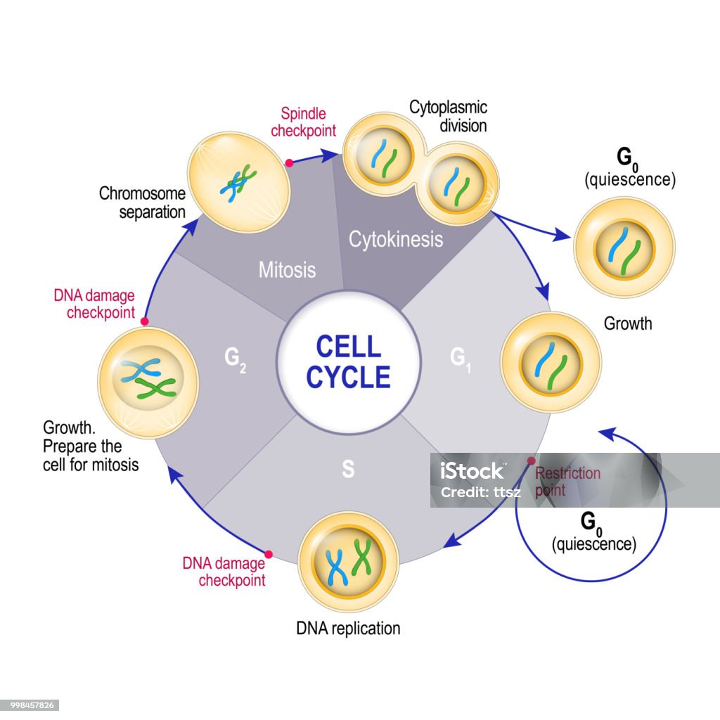Cykl komórkowy (podział komórek) - Grafika wektorowa royalty-free (Komórka)