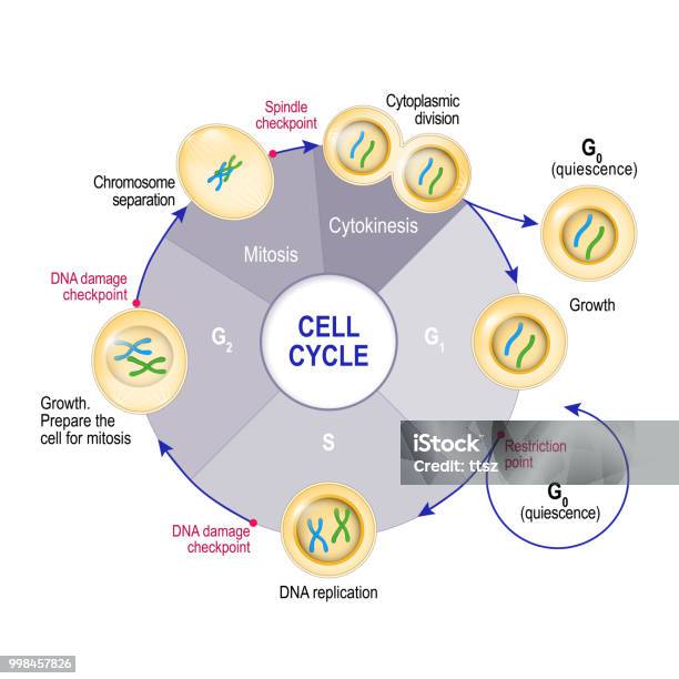 Cykl Komórkowy - Stockowe grafiki wektorowe i więcej obrazów Komórka - Komórka, Rower, Cykl