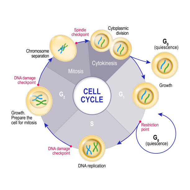 Cell Cycle (Cell division) Cell Cycle (Cell division): from quiescence, Growth and DNA replication to Mitosis and Cytokinesis. Cell cycle checkpoints: DNA damage, Spindle checkpoint, Restriction point. Vector illustration for educational, medical and science use mitosis stock illustrations