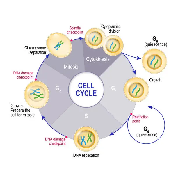 Vector illustration of Cell Cycle (Cell division)