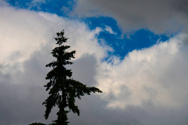 istock Lone tree pictured against cloudy blue sky near Portland Oregon 998460180