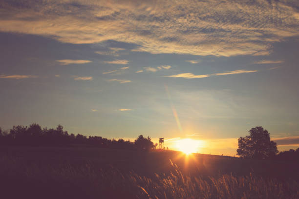 Sunset on the grain field on a warm summer day
