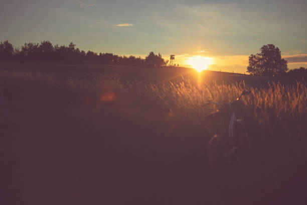 Red vintage bicycle on a meadow in sunset