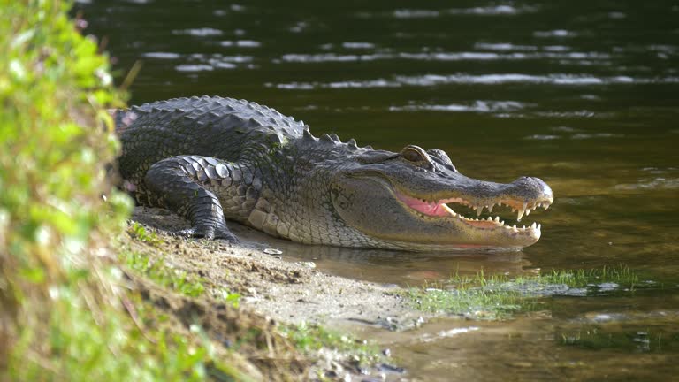 Alligator laying near a pond with its mouth open